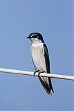 Mangrove Swallowborder=